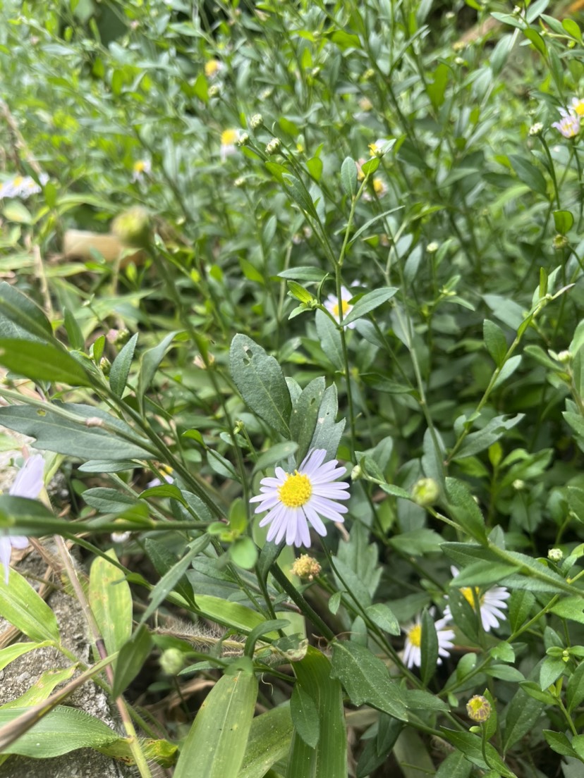 贵州野生中药材马兰草马兰头泥鳅串路边菊批发清洗干净无杂质