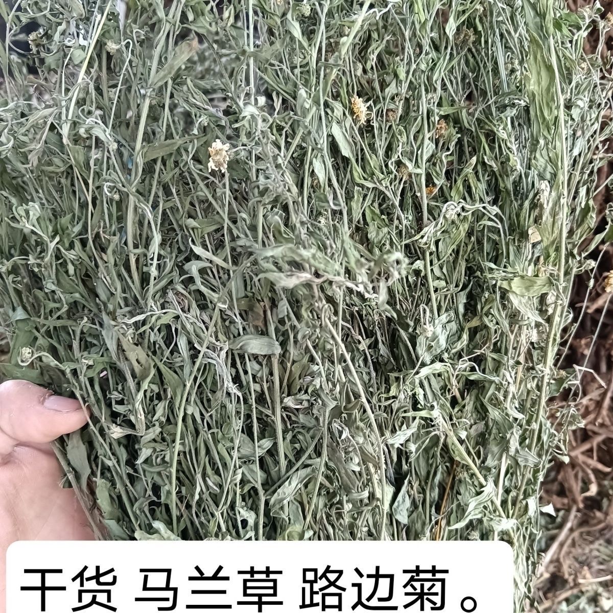 贵州野生中药材马兰草马兰头泥鳅串路边菊批发清洗干净无杂质