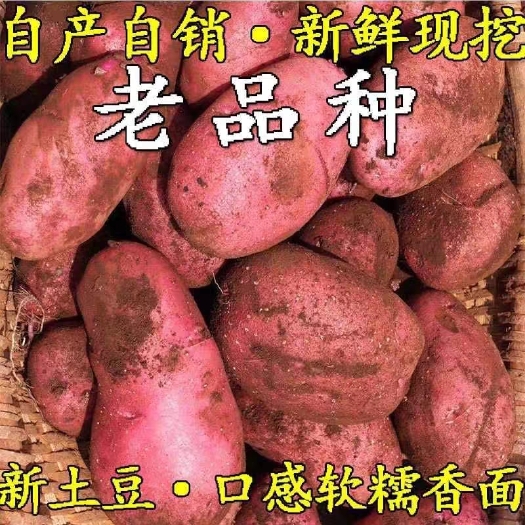 四川新鲜红皮土豆洋芋红皮黄心马铃薯