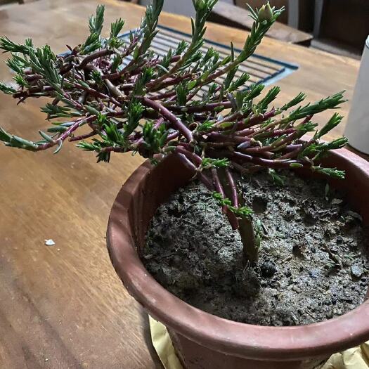 正阳县可养老庄太阳花