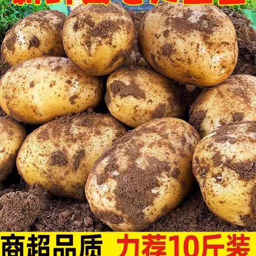 彭州市黄皮黄心土豆四川新鲜土豆马铃薯洋芋