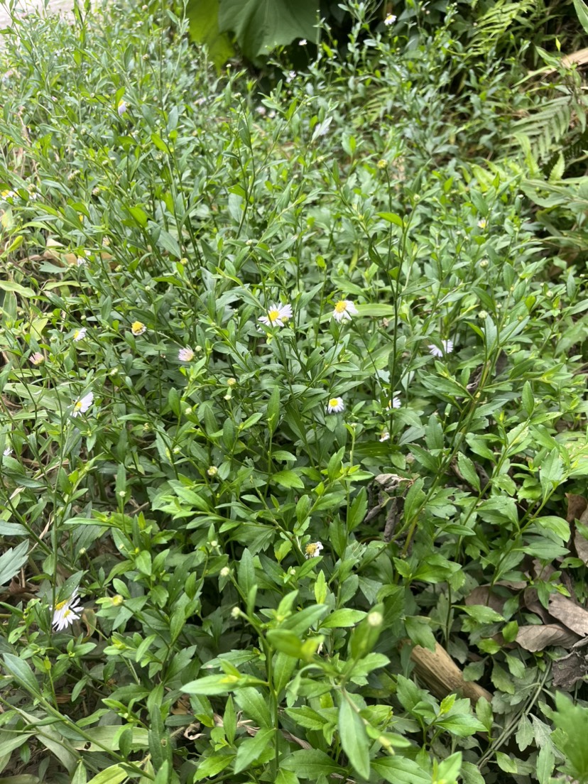 贵州野生中药材马兰草马兰头泥鳅串路边菊批发清洗干净无杂质