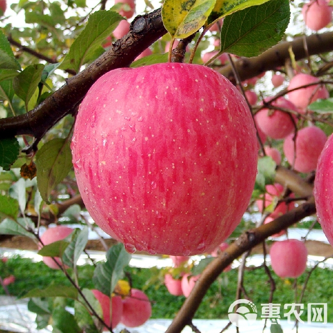 陕西省延安市洛川苹果，脆甜多汁，皮薄肉厚，核小无渣