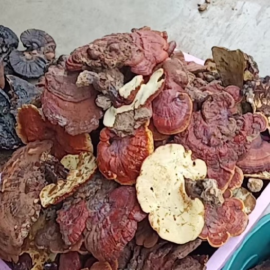 乐业县赤灵芝批发需要的联系我