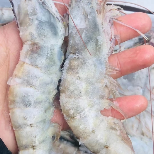 大连青虾