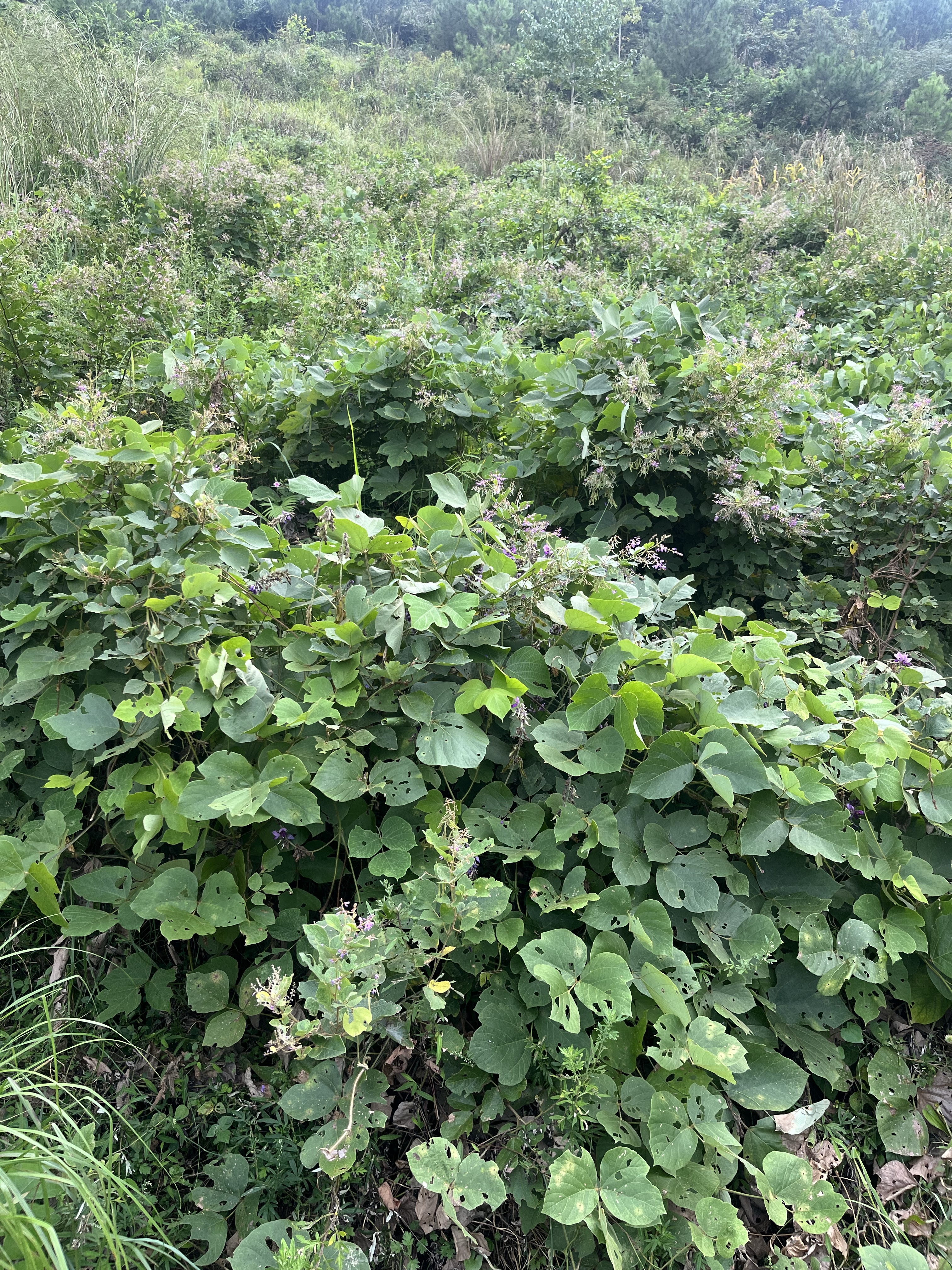 贵州野生老葛根，深山葛根