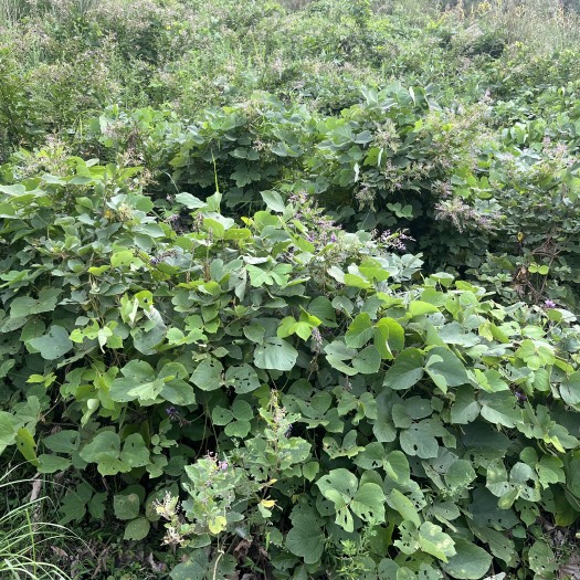 紫云县贵州野生老葛根，深山葛根