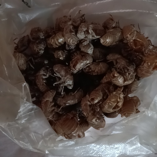 沛县蚕蜕