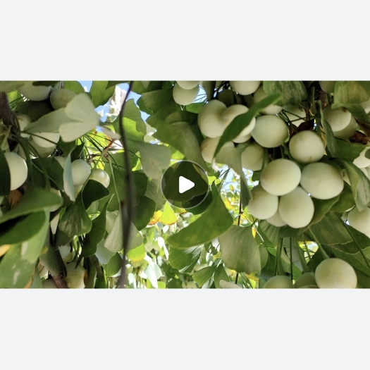 日照当季白果。