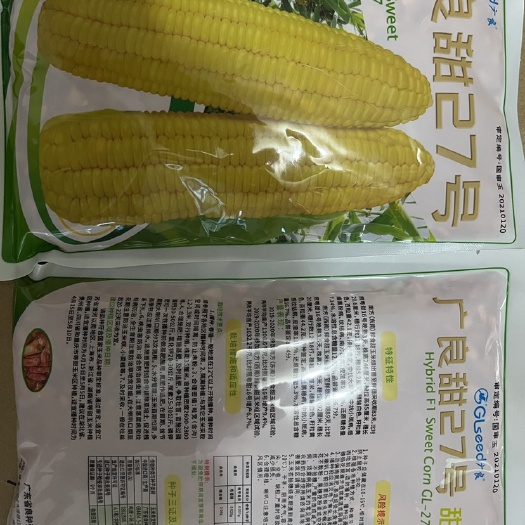昆明泰国甜玉米种子，广良甜27，甜玉米种，抗病强产量高棒子大