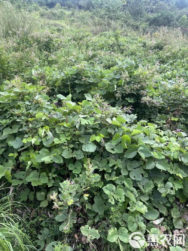 贵州野生老葛根，深山葛根