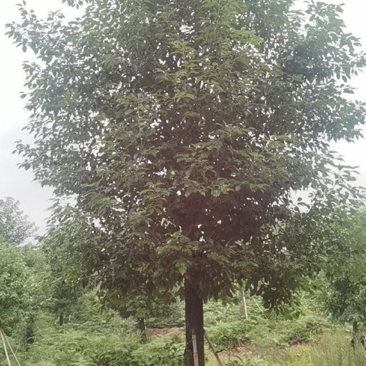 成都3-50公分香樟大量