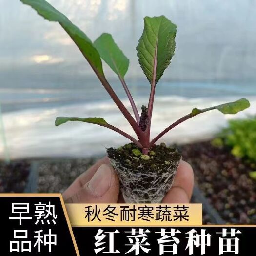 绥宁县白菜苗优质种苗湖南邵阳绥宁新鲜发货蔬菜种子种苗批发供应