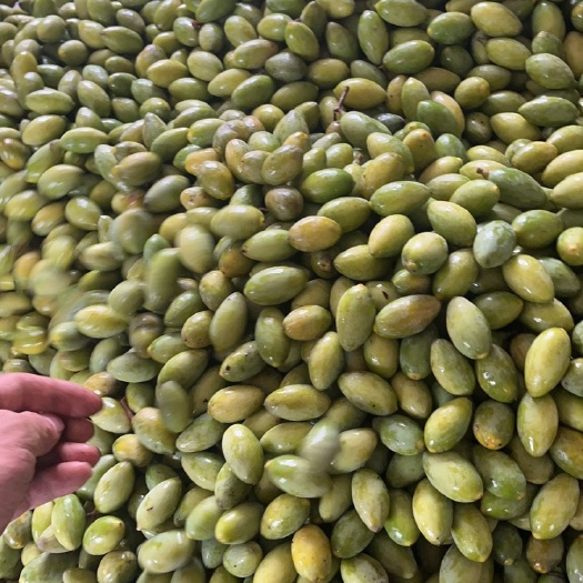 合江县橄榄 青橄榄