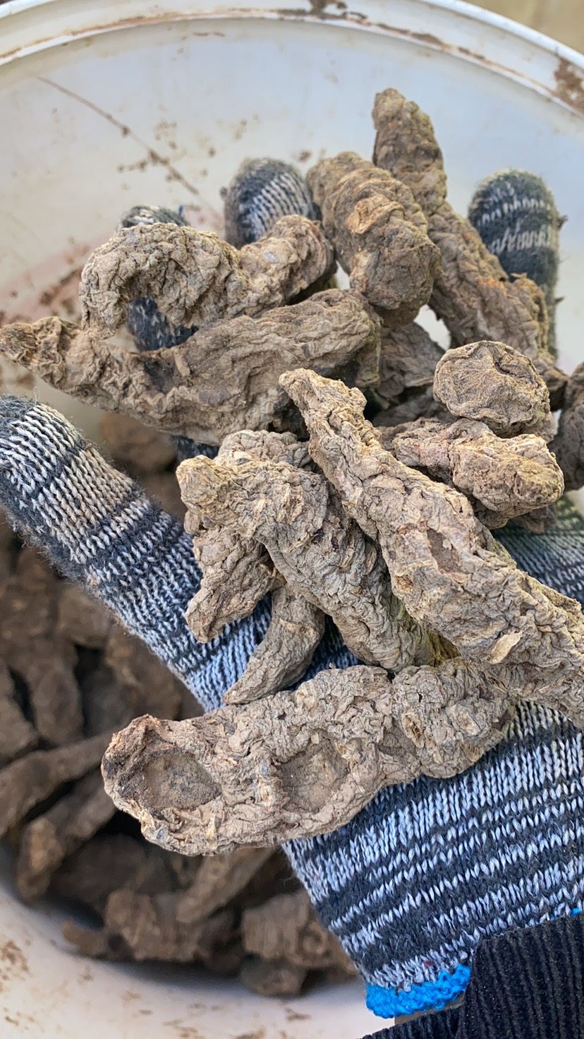 干地黄