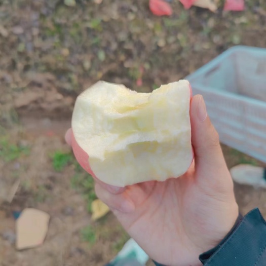 红富士 有轻微冰雹点