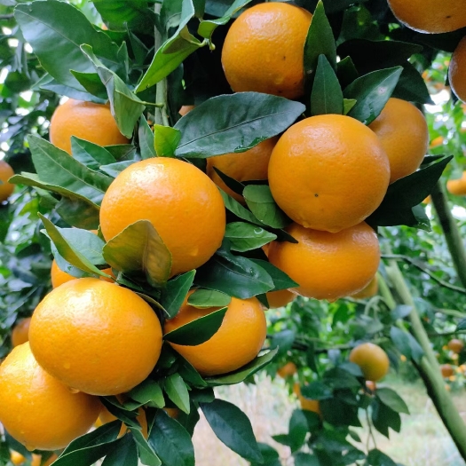 仁化县皇帝柑，产地一手货源 欢迎电商市场客户对接了解