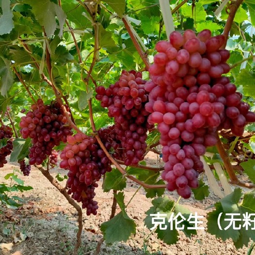 渭南克伦生葡萄，无籽无核，皮儿薄肉厚，正红纯甜