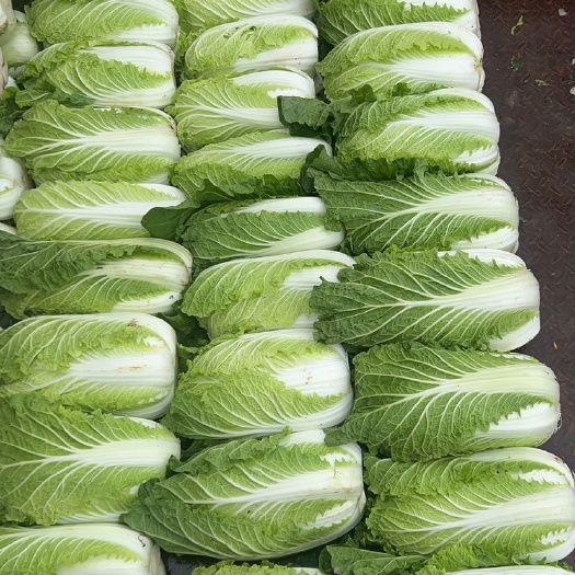 西吉县黄心白菜