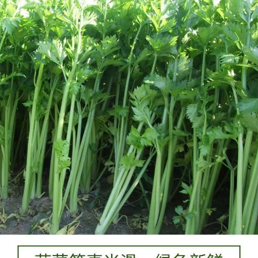 芹菜苗 种子种苗来自湖南邵阳绥宁县新鲜直发 农户优选蔬菜苗