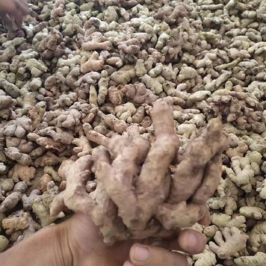 云南小黄姜，母姜，两年老姜，配料煲汤不二之选。