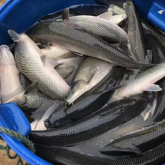 嵩明县银鳕鱼