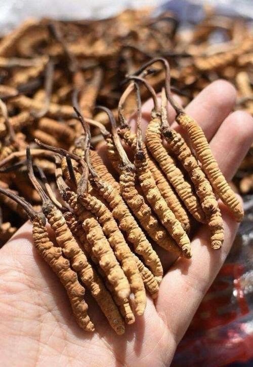 修水县冬虫夏草