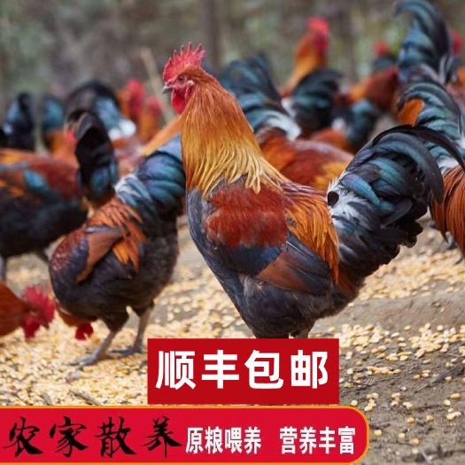 西安土鸡
