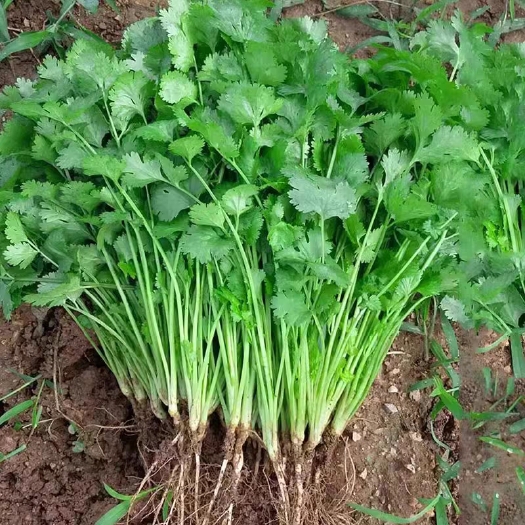 滑县大叶香菜