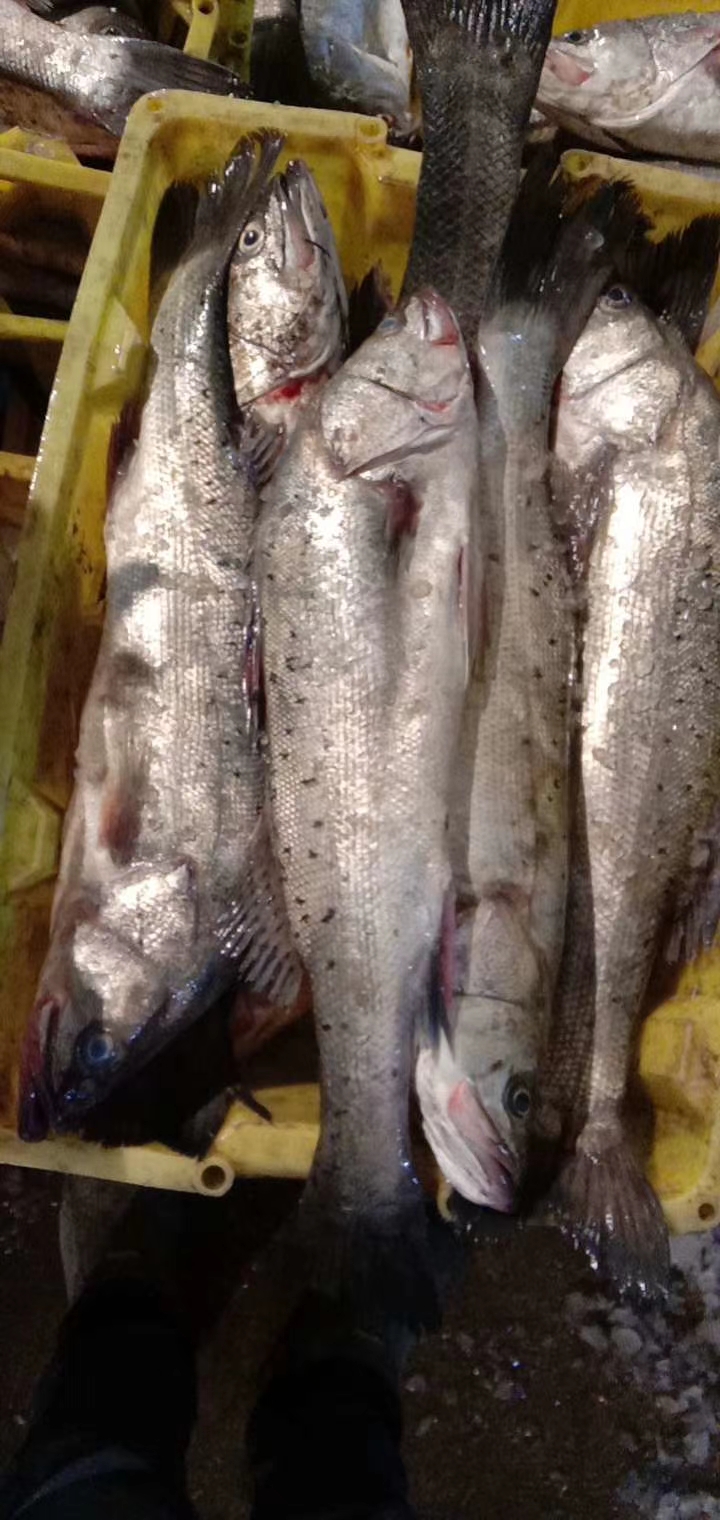 冰鲜海鲈鱼