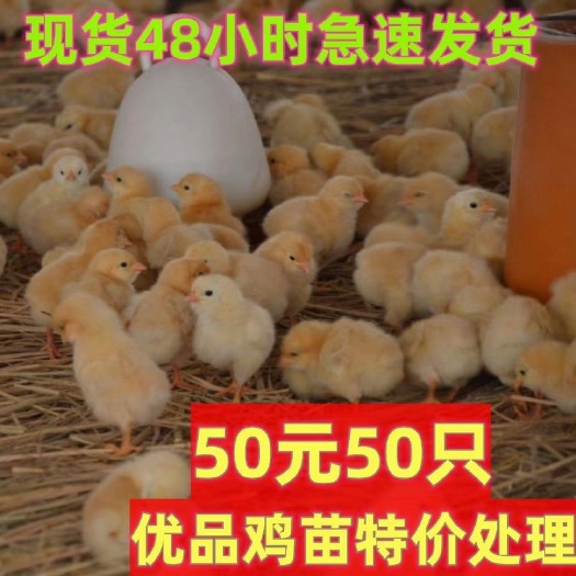 南宁【1只1.1元】三黄鸡苗幼苗小鸡苗 包打疫苗小脚鸡