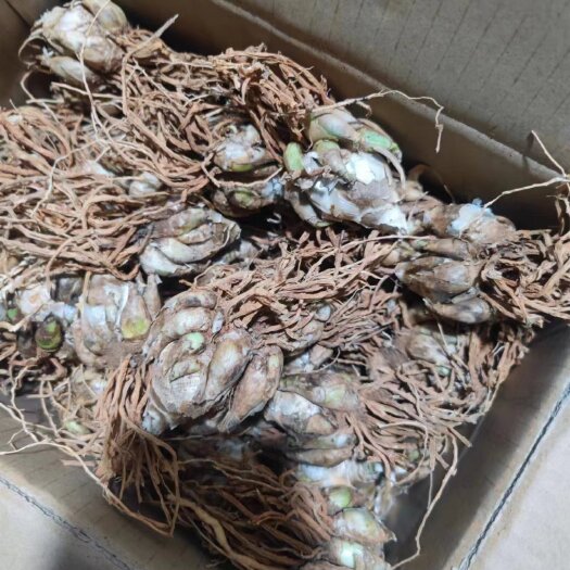 上林县晚香玉