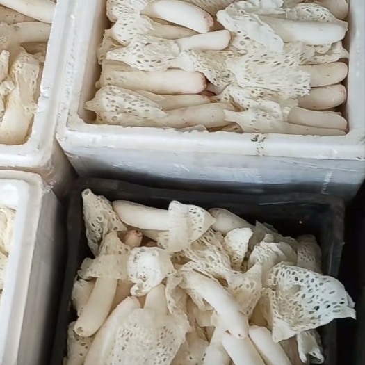 嵩明县地头现采竹花