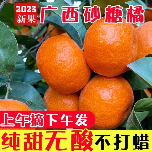 西林县【甜】广西金秋砂糖橘当季新鲜水果沙糖桔子薄皮蜜橘子大量批发