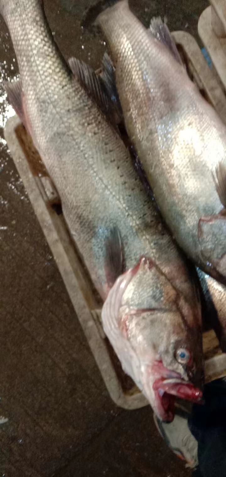 冰鲜海鲈鱼