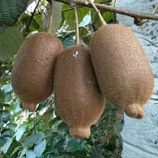 龙山县湘西猕猴桃