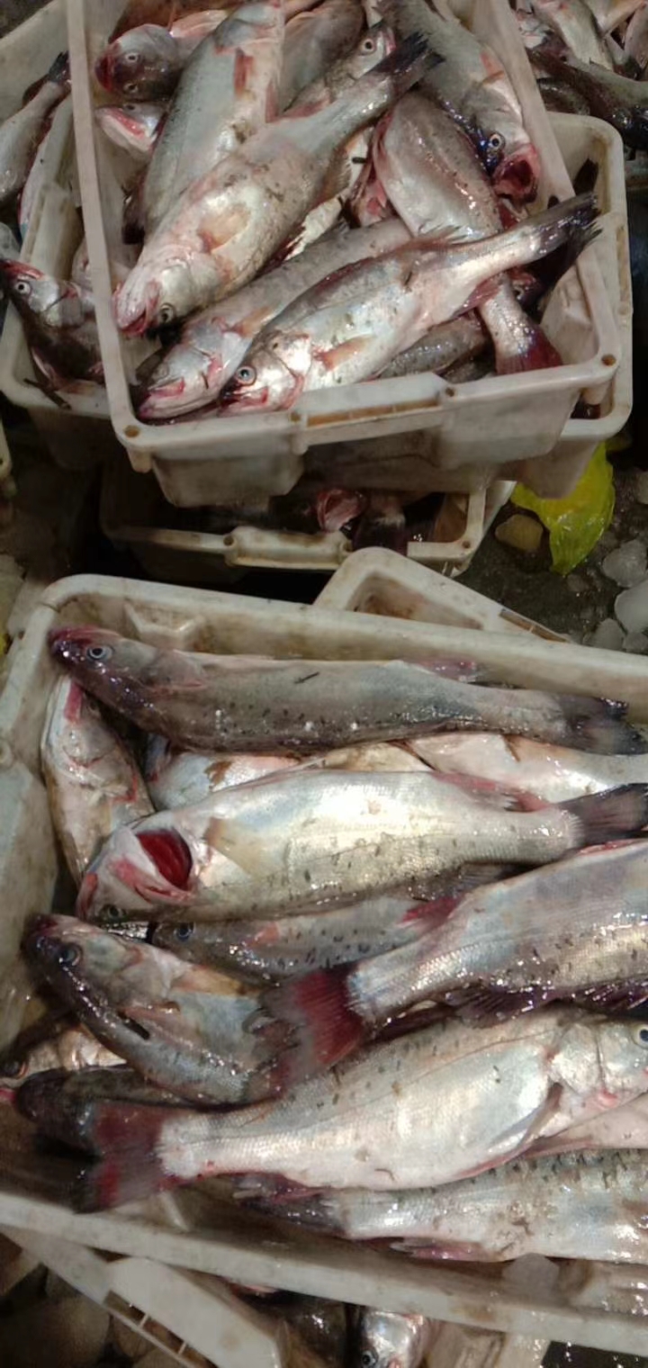 冰鲜海鲈鱼