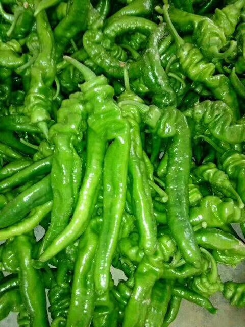 大荔县螺丝椒