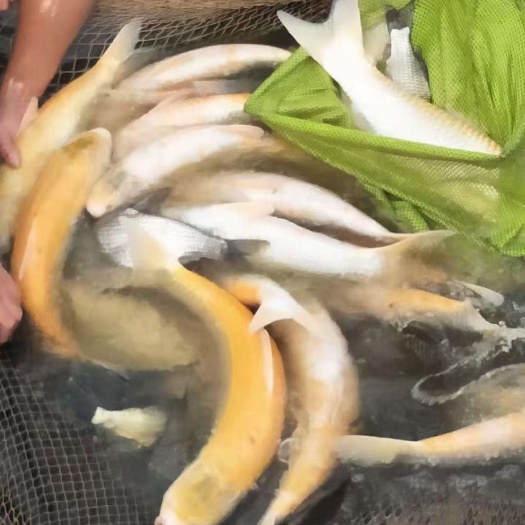 利川市金丝草鱼