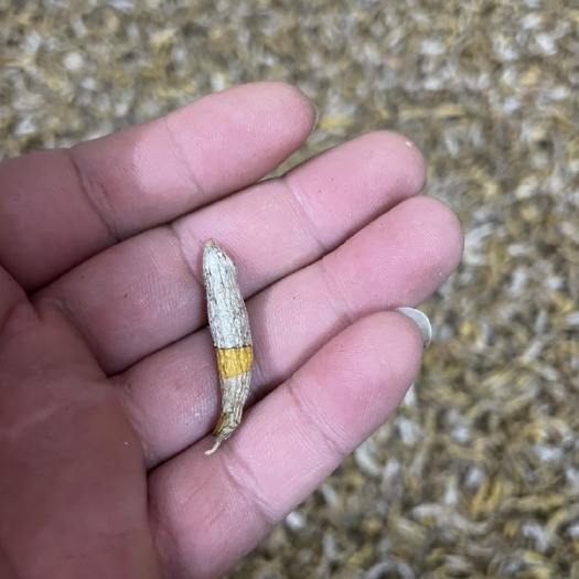 宁明县非种植，虎牙石斛