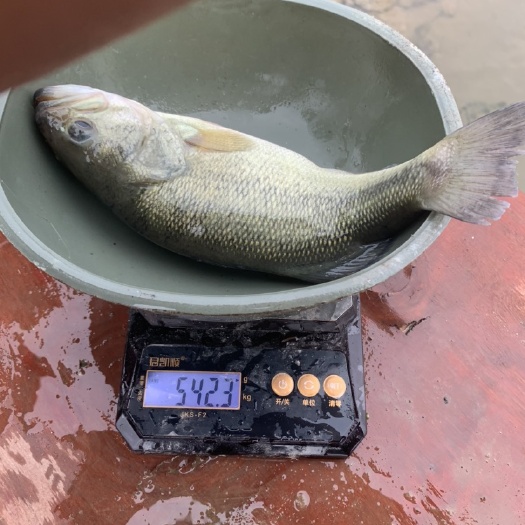 洪雅县9两到1.2斤起水。15/斤，塘口价。