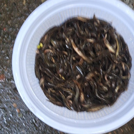泥鳅