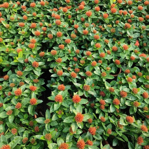 东莞市龙船花