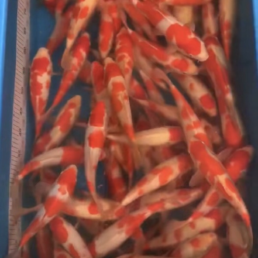 汉中锦鲤20—60公分