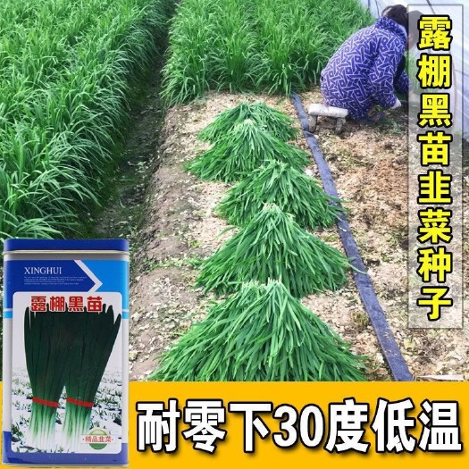 叶色深绿 株高50-55厘米 抗病 耐寒 不干尖 韭菜种子