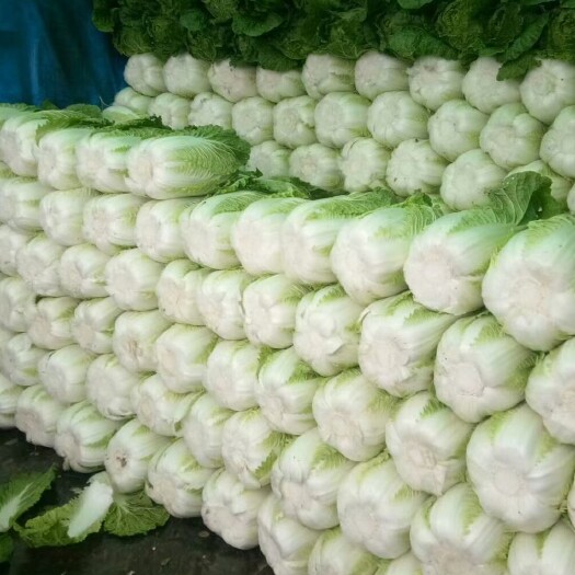 蔚县精品黄心大白菜