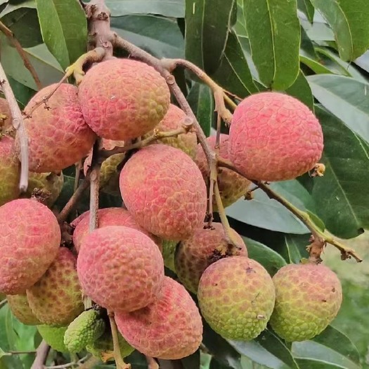 灵山县桂花香荔枝树苗早熟品种广西苗圃直销批发带土球发货成活率高包邮