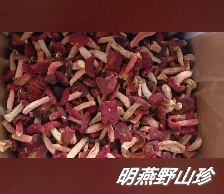 野生红菇干货深山特产精选红蘑菇菇蕾一斤起批包邮