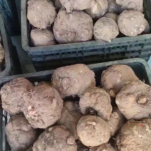 毕节贵州新鲜大魔芋口感好无腐烂无泥土无破损500克以上精品