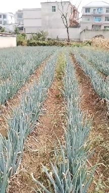 安顺铁杆大葱